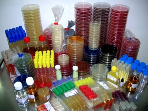 microbiology